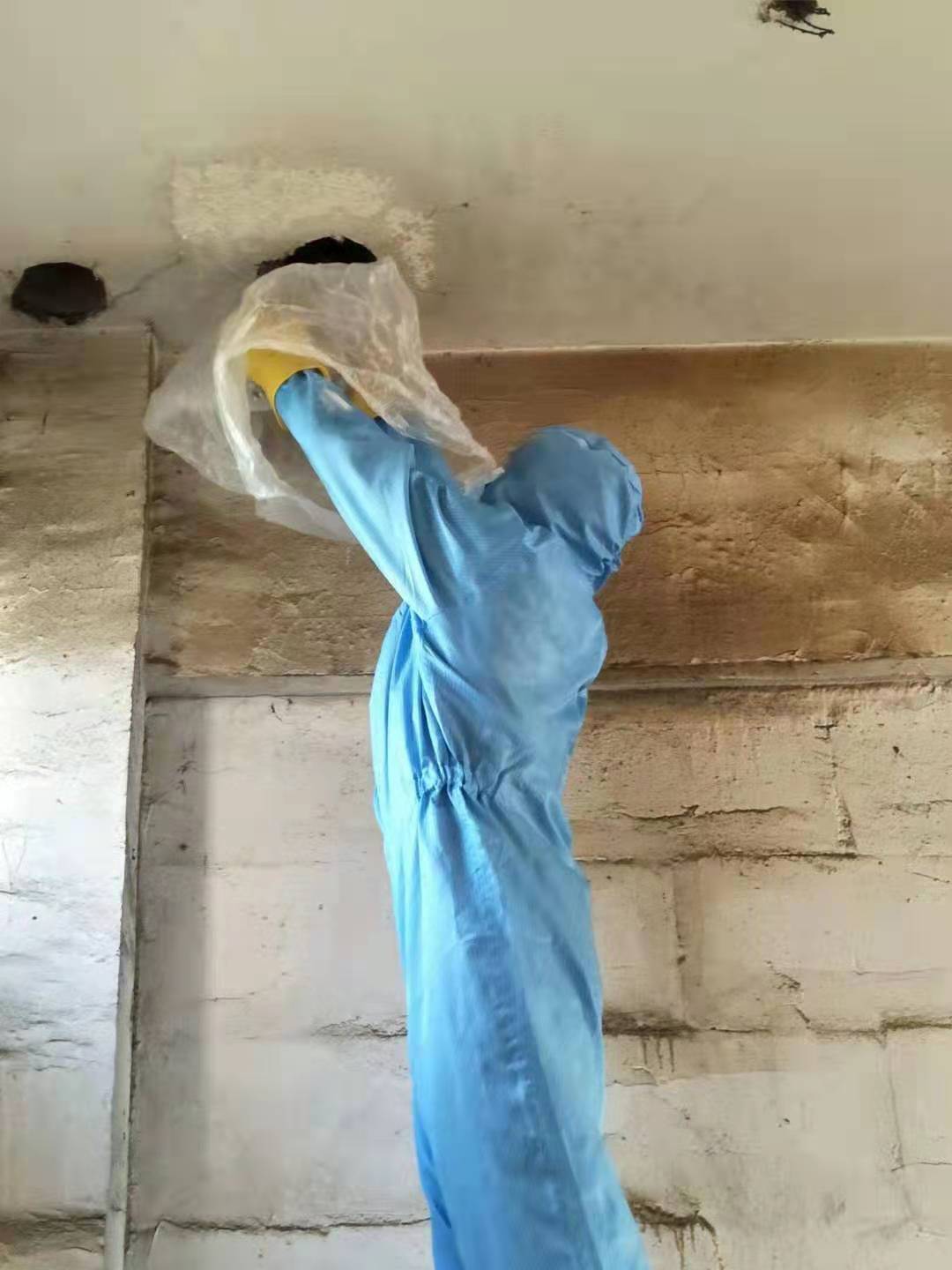 南充除虫